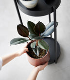 Two-Tier Rolling Plant Stand (28 H)  - Steel